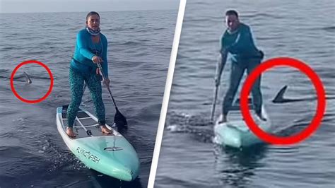 Video shows shark stalking paddleboarders during charity race